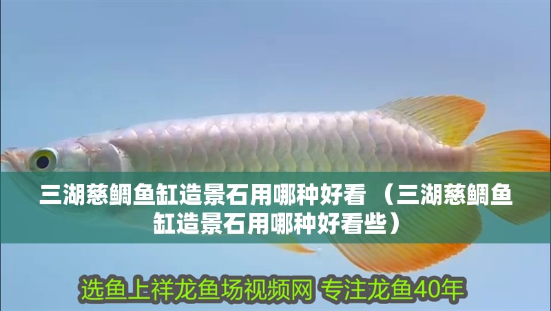 三湖慈鯛魚缸造景石用哪種好看 （三湖慈鯛魚缸造景石用哪種好看些）