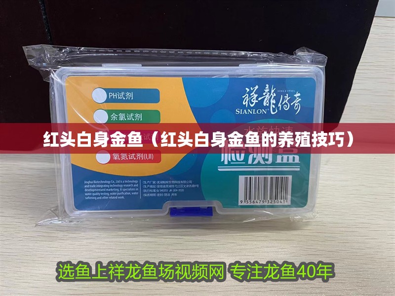 紅頭白身金魚（紅頭白身金魚的養殖技巧）
