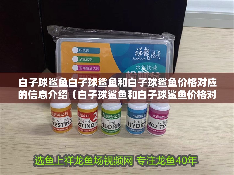 白子球鯊魚白子球鯊魚和白子球鯊魚價格對應(yīng)的信息介紹（白子球鯊魚和白子球鯊魚價格對應(yīng)的相關(guān)信息）