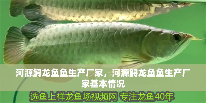 河源鱘龍魚魚生產(chǎn)廠家，河源鱘龍魚魚生產(chǎn)廠家基本情況