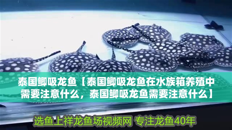 泰國鯽吸龍魚【泰國鯽吸龍魚在水族箱養殖中需要注意什么，泰國鯽吸龍魚需要注意什么】