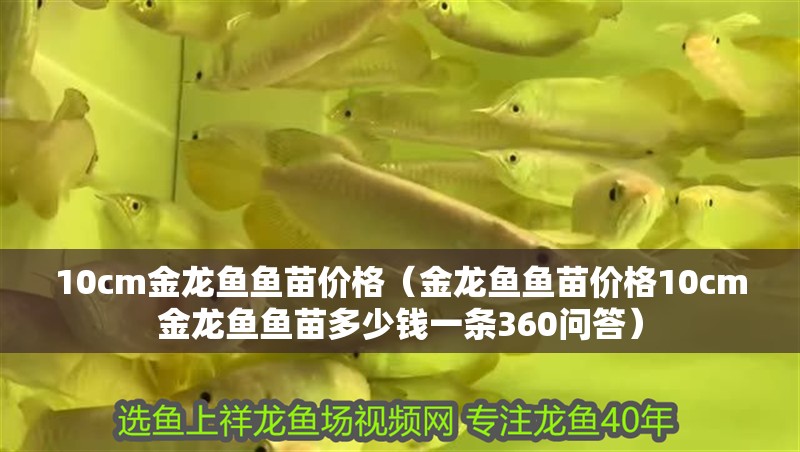 10cm金龍魚魚苗價格（金龍魚魚苗價格10cm金龍魚魚苗多少錢一條360問答）