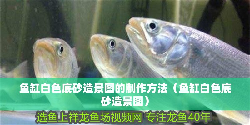 魚(yú)缸白色底砂造景圖的制作方法（魚(yú)缸白色底砂造景圖）