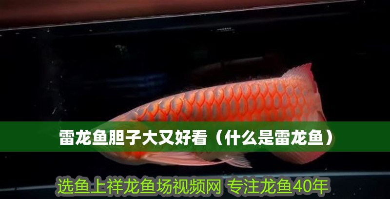 雷龍魚膽子大又好看（什么是雷龍魚）