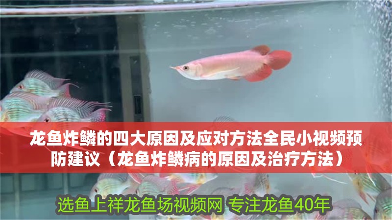 龍魚炸鱗的四大原因及應對方法全民小視頻預防建議（龍魚炸鱗病的原因及治療方法）