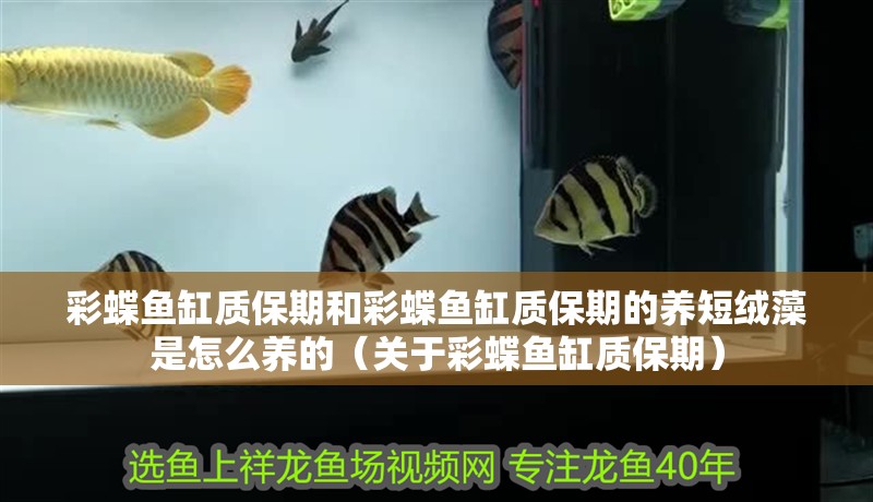 彩蝶魚缸質保期和彩蝶魚缸質保期的養短絨藻是怎么養的（關于彩蝶魚缸質保期）
