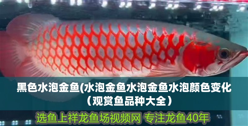 黑色水泡金魚(水泡金魚水泡金魚水泡顏色變化（觀賞魚品種大全）