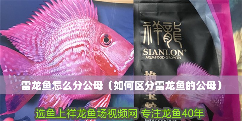 雷龍魚怎么分公母（如何區分雷龍魚的公母）
