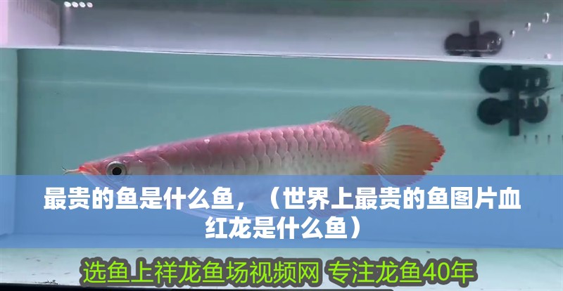 最貴的魚是什么魚，（世界上最貴的魚圖片血紅龍是什么魚）