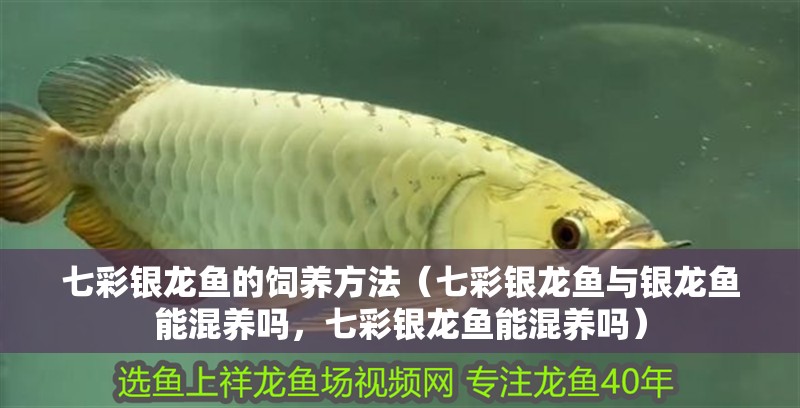 七彩銀龍魚的飼養方法（七彩銀龍魚與銀龍魚能混養嗎，七彩銀龍魚能混養嗎）