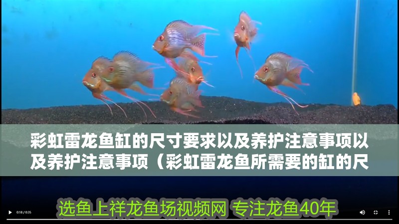 彩虹雷龍魚缸的尺寸要求以及養護注意事項以及養護注意事項（彩虹雷龍魚所需要的缸的尺寸要求以及養護注意事項）