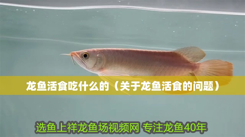 龍魚活食吃什么的（關于龍魚活食的問題）