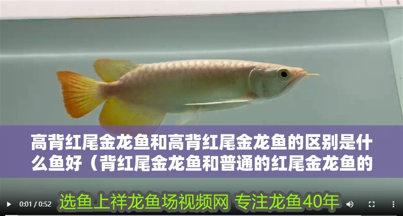 高背紅尾金龍魚和高背紅尾金龍魚的區別是什么魚好（背紅尾金龍魚和普通的紅尾金龍魚的區別）