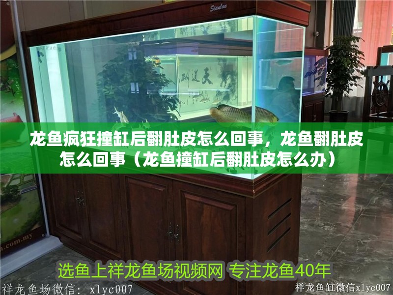 龍魚瘋狂撞缸后翻肚皮怎么回事，龍魚翻肚皮怎么回事（龍魚撞缸后翻肚皮怎么辦）