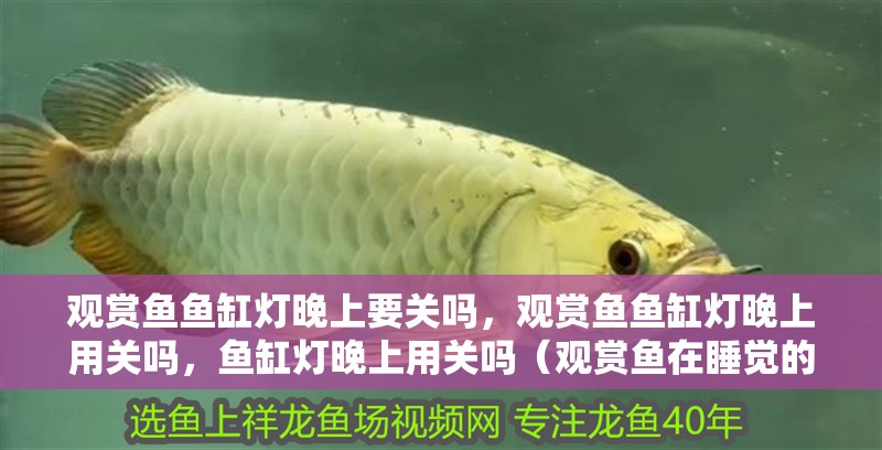 觀賞魚魚缸燈晚上要關嗎，觀賞魚魚缸燈晚上用關嗎，魚缸燈晚上用關嗎（觀賞魚在睡覺的時候需要關燈嗎）