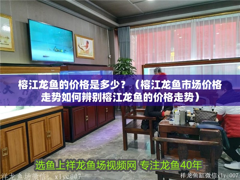 榕江龍魚的價格是多少？（榕江龍魚市場價格走勢如何辨別榕江龍魚的價格走勢）