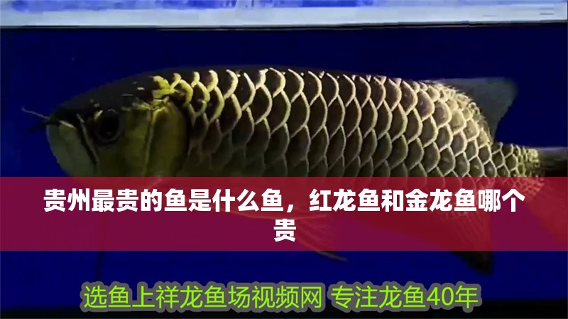 貴州最貴的魚是什么魚，紅龍魚和金龍魚哪個(gè)貴
