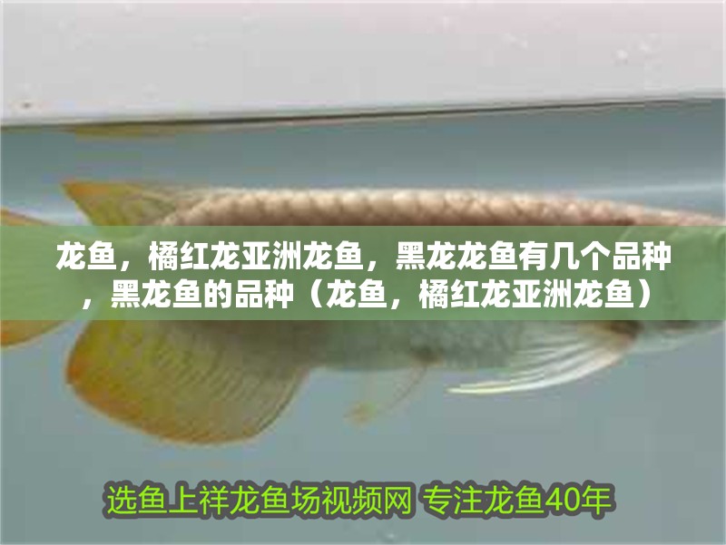 龍魚，橘紅龍亞洲龍魚，黑龍龍魚有幾個(gè)品種，黑龍魚的品種（龍魚，橘紅龍亞洲龍魚）