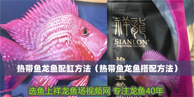熱帶魚龍魚配缸方法（熱帶魚龍魚搭配方法）