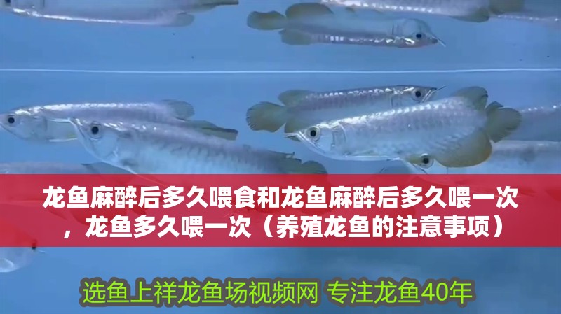 龍魚麻醉后多久喂食和龍魚麻醉后多久喂一次，龍魚多久喂一次（養(yǎng)殖龍魚的注意事項）