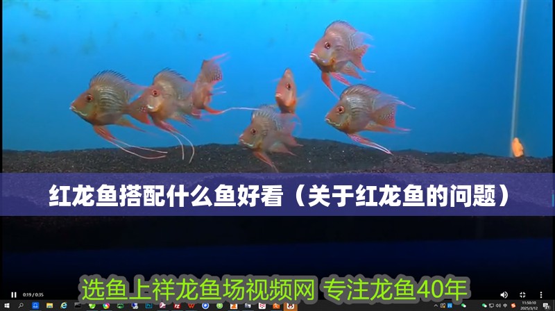 紅龍魚搭配什么魚好看（關于紅龍魚的問題）