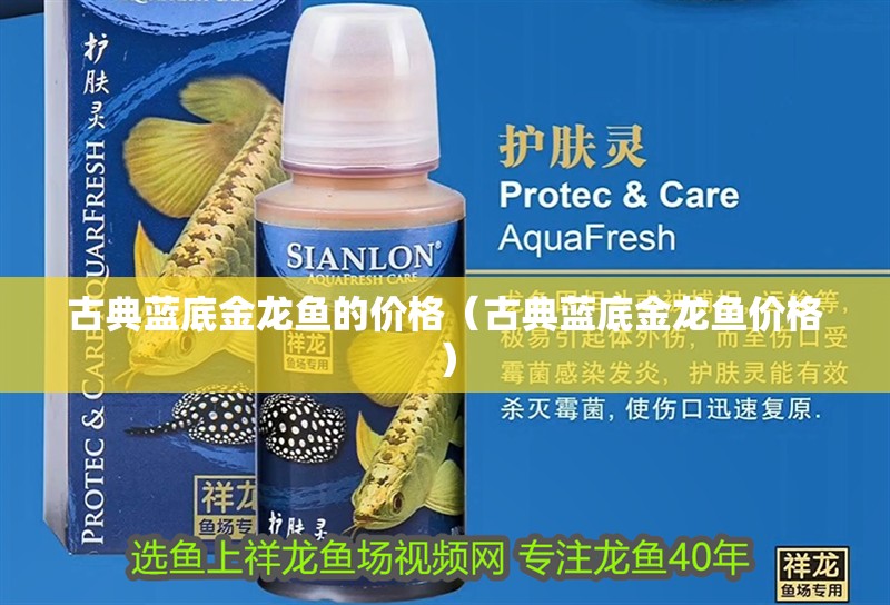 古典藍底金龍魚的價格（古典藍底金龍魚價格）