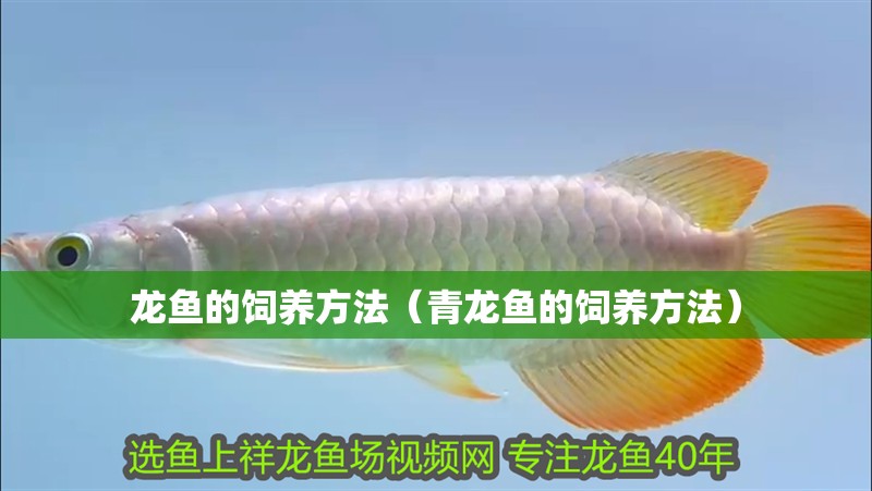 龍魚的飼養方法（青龍魚的飼養方法）