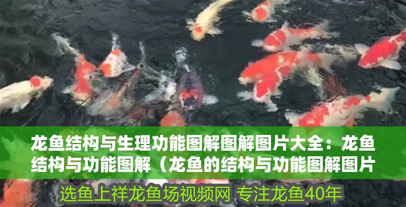 龍魚結構與生理功能圖解圖解圖片大全：龍魚結構與功能圖解（龍魚的結構與功能圖解圖片大全：深入探究龍魚身體結構、生理功能） 龍魚結構與生理功能圖解圖解圖片大全：龍魚結構與功能圖解（龍魚的結構與功能圖解圖片大全：深入探究龍魚身體結構、生理功能） 觀賞魚百科 第2張