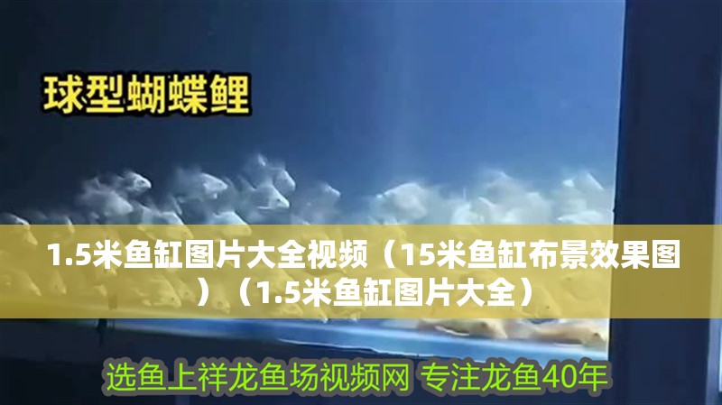 1.5米魚缸圖片大全視頻（15米魚缸布景效果圖）（1.5米魚缸圖片大全）