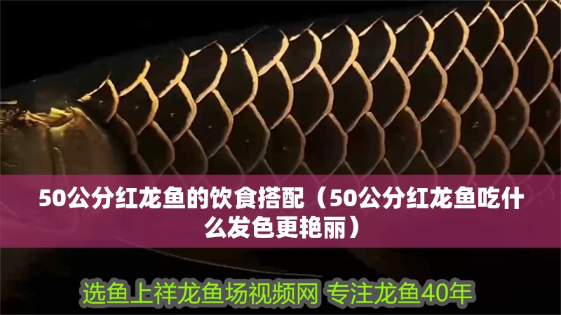 50公分紅龍魚的飲食搭配（50公分紅龍魚吃什么發(fā)色更艷麗）