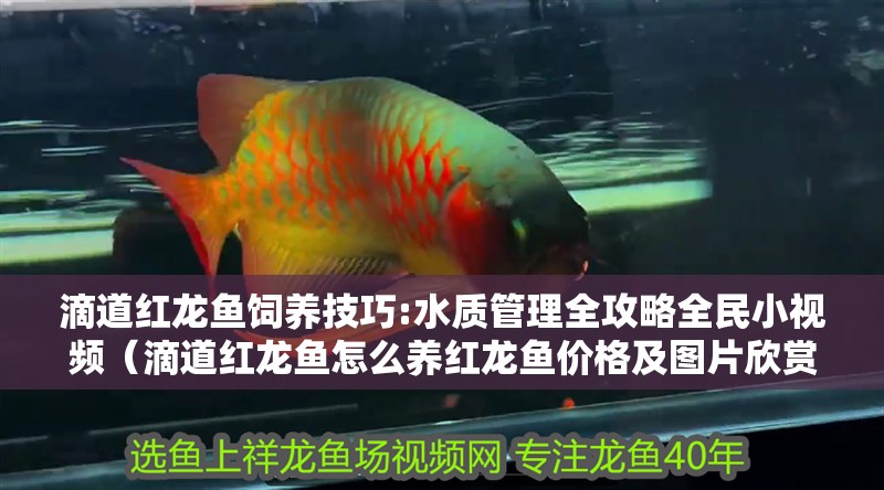 滴道紅龍魚飼養(yǎng)技巧:水質(zhì)管理全攻略全民小視頻（滴道紅龍魚怎么養(yǎng)紅龍魚價(jià)格及圖片欣賞大全）