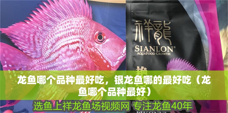 龍魚哪個品種最好吃，銀龍魚哪的最好吃（龍魚哪個品種最好）