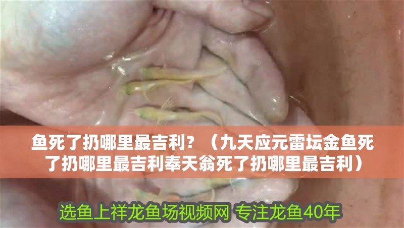 魚死了扔哪里最吉利？（九天應元雷壇金魚死了扔哪里最吉利奉天翁死了扔哪里最吉利）