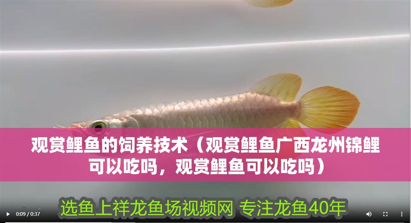 觀賞鯉魚的飼養技術（觀賞鯉魚廣西龍州錦鯉可以吃嗎，觀賞鯉魚可以吃嗎）