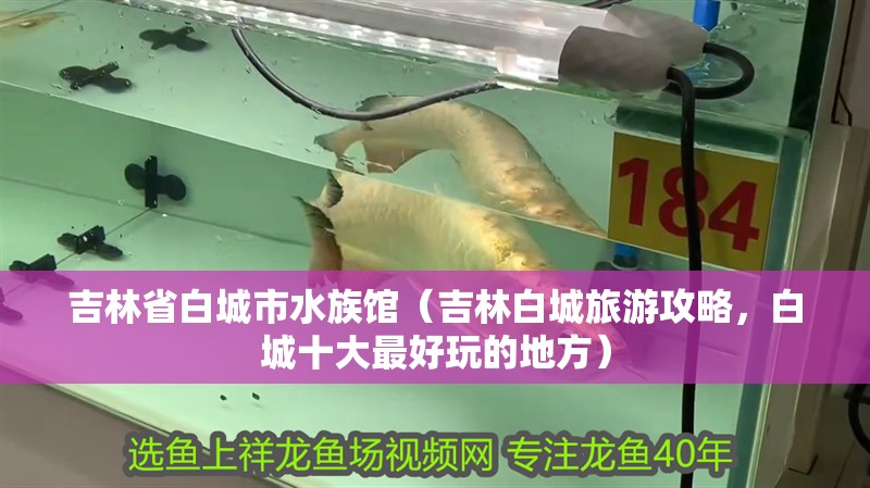 吉林省白城市水族館（吉林白城旅游攻略，白城十大最好玩的地方）