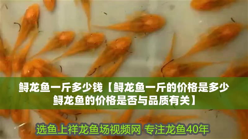 鱘龍魚一斤多少錢【鱘龍魚一斤的價格是多少鱘龍魚的價格是否與品質有關】