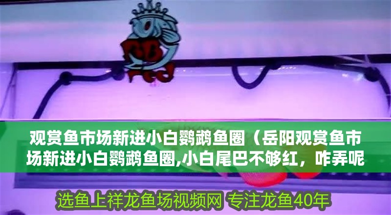 觀賞魚市場新進小白鸚鵡魚圈（岳陽觀賞魚市場新進小白鸚鵡魚圈,小白尾巴不夠紅，咋弄呢）