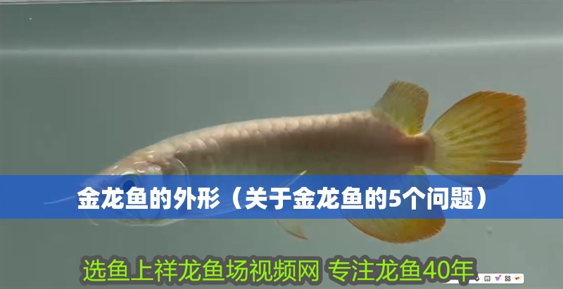 金龍魚的外形（關于金龍魚的5個問題）