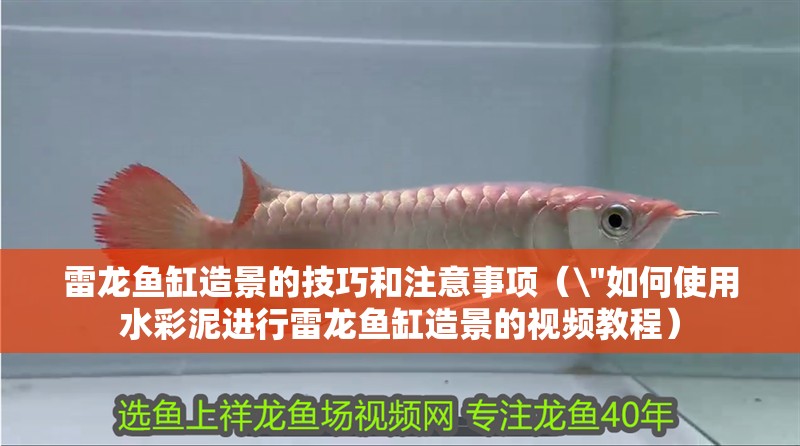 雷龍魚缸造景的技巧和注意事項(xiàng)（\