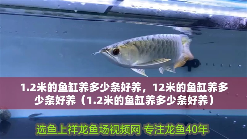 1.2米的魚缸養多少條好養，12米的魚缸養多少條好養（1.2米的魚缸養多少條好養）