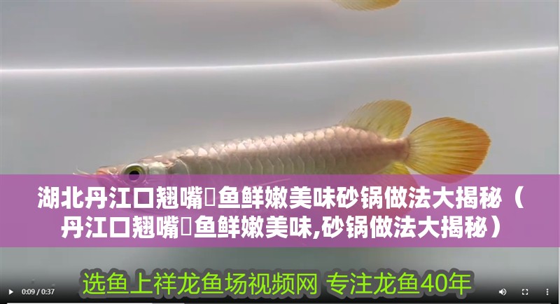 湖北丹江口翹嘴鲌魚鮮嫩美味砂鍋做法大揭秘（丹江口翹嘴鲌魚鮮嫩美味,砂鍋做法大揭秘） 湖北丹江口翹嘴鲌魚鮮嫩美味砂鍋做法大揭秘（丹江口翹嘴鲌魚鮮嫩美味,砂鍋做法大揭秘） 觀賞魚百科 第10張