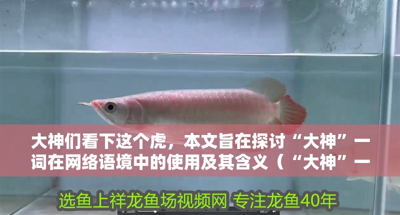 大神們看下這個虎，本文旨在探討“大神”一詞在網絡語境中的使用及其含義（“大神”一詞在網絡語境中的使用及其含義）