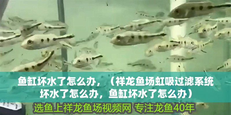 魚缸壞水了怎么辦，（祥龍魚場虹吸過濾系統壞水了怎么辦，魚缸壞水了怎么辦）