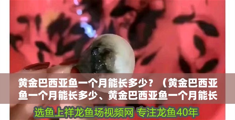 黃金巴西亞魚一個月能長多少？（黃金巴西亞魚一個月能長多少、黃金巴西亞魚一個月能長多少）