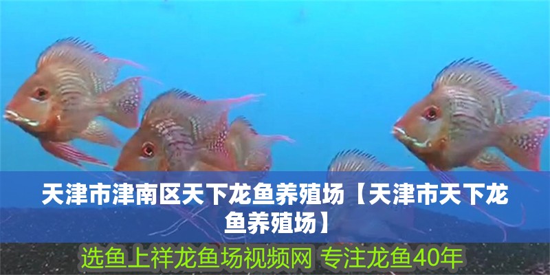 天津市津南區(qū)天下龍魚養(yǎng)殖場【天津市天下龍魚養(yǎng)殖場】