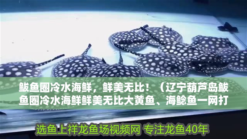 鲅魚圈冷水海鮮，鮮美無比！（遼寧葫蘆島鲅魚圈冷水海鮮鮮美無比大黃魚、海鯰魚一網打盡）