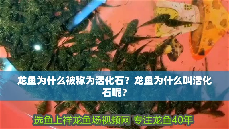 龍魚為什么被稱為活化石？龍魚為什么叫活化石呢？