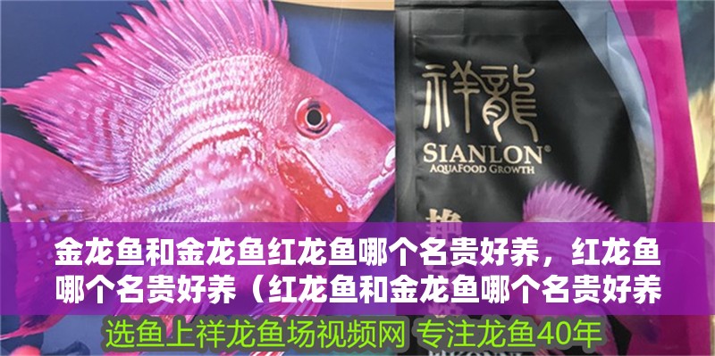 金龍魚和金龍魚紅龍魚哪個(gè)名貴好養(yǎng)，紅龍魚哪個(gè)名貴好養(yǎng)（紅龍魚和金龍魚哪個(gè)名貴好養(yǎng)）