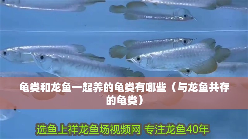 龜類和龍魚一起養的龜類有哪些（與龍魚共存的龜類）