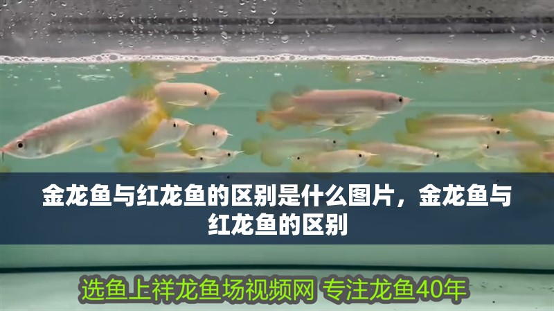 金龍魚與紅龍魚的區別是什么圖片，金龍魚與紅龍魚的區別